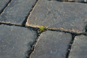 plant growing through concrete slabs