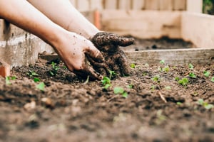 Hands in soil with small plants
