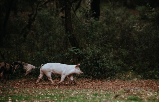 2023-12-02_InsightsToGo_Pig on Road