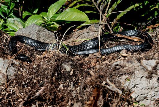 2025-02-08_insightstogo_snake