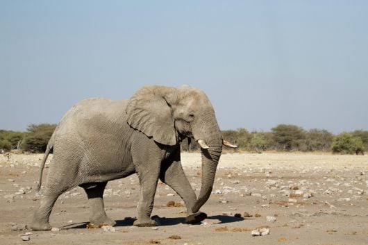 2025-06-07_insights_togo_Elephant