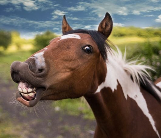 2025-08-23_Insights_TITG_Horsin Around
