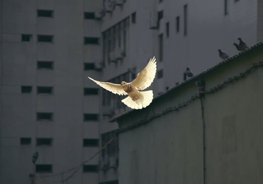 Dove in front of concrete buildings