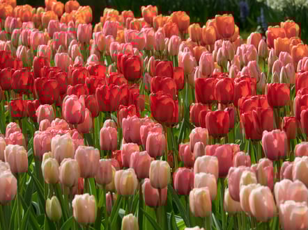 many tulips in the netherlands