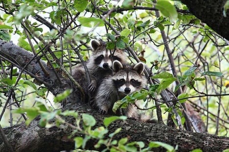 raccoon-19518_1280