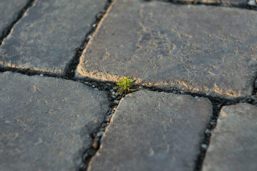plant growing through concrete slabs
