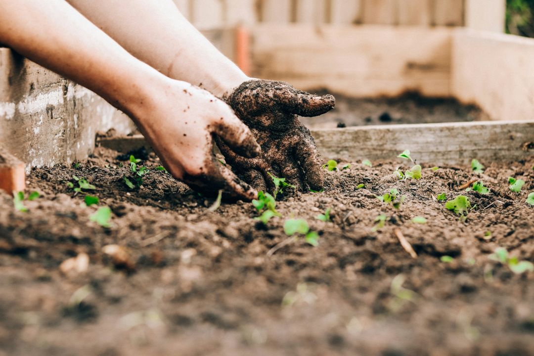 Hands in soil with small plants